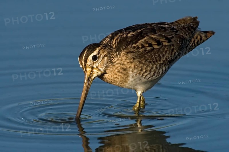 Swinhoe's Snipe (Gallinago megala), Western Australia, Australia