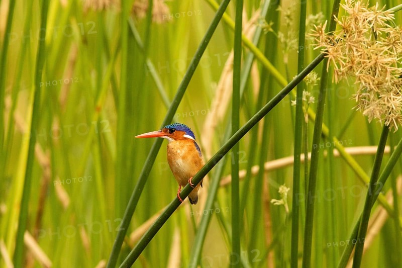 Malachite Kingfisher (Corythornis cristatus), Lake Baringo, Kenya