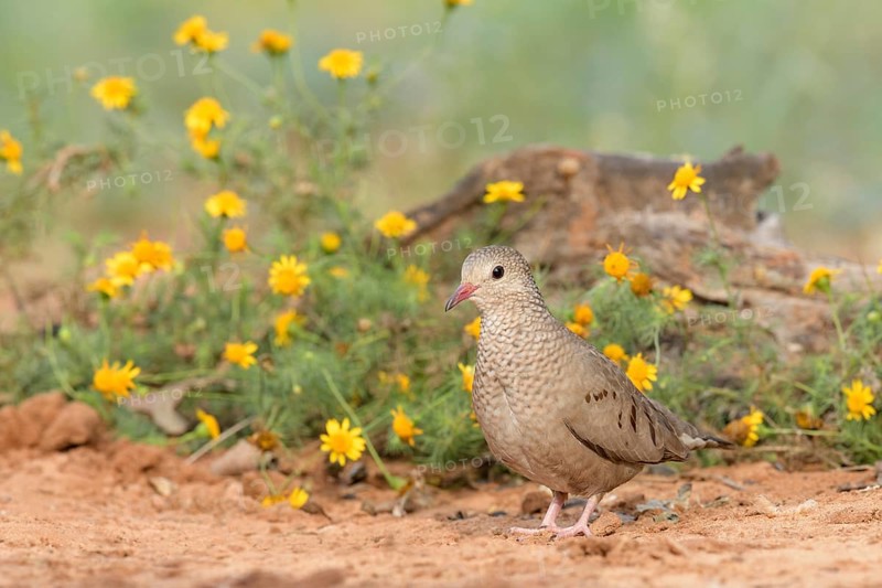 Common Ground Dove (Columbina passerina), Texas, USA