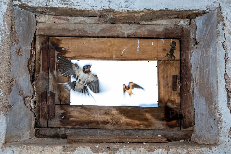 Barn Swallow (Hirundo rustica) flying into a barn, Extremadura, Spain
