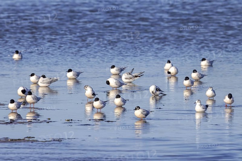 Flock of little gulls (Hydrocoloeus minutus) in breeding plumage resting in shallow water of saltmarsh along the North Sea coast in spring