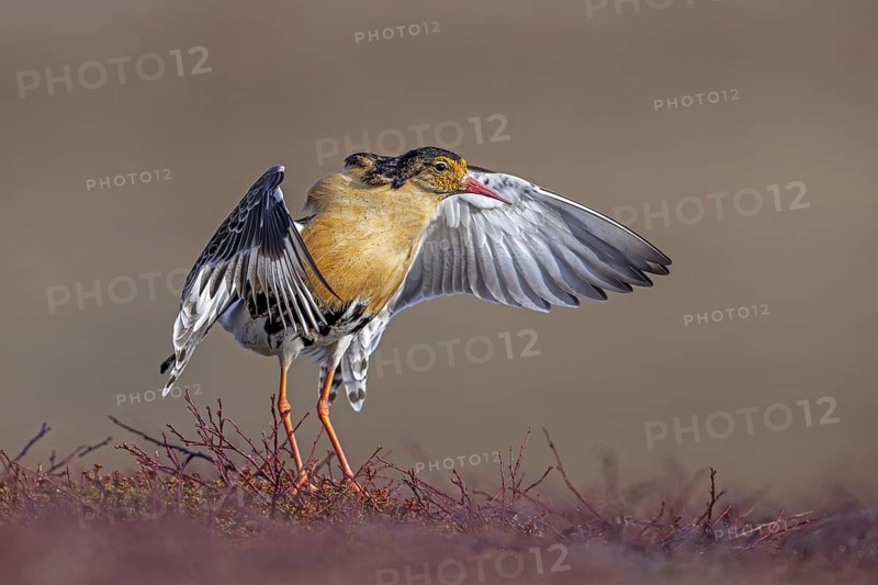 Ruff (Calidris pugnax) territorial male in breeding plumage displaying by flapping wings during courtship display at lek in spring, Scandinavia