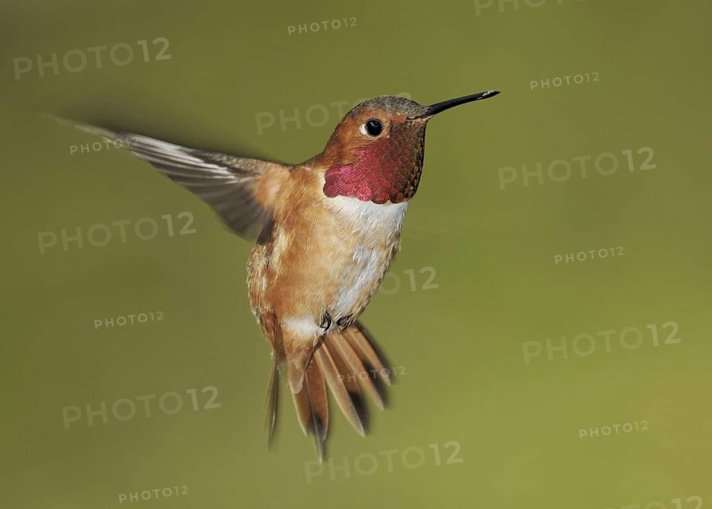Rufous Hummingbird (Selasphorus rufus) male, British Columbia, Canada