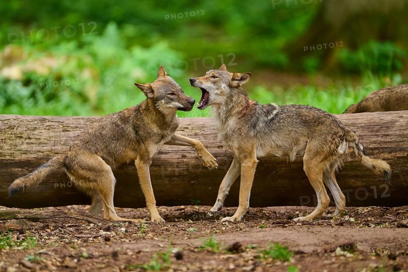 Wolf (Canis lupus), a tense moment between two wolves in front of a tree trunk in the forest, Germany