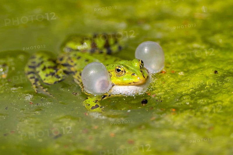 Edible frog (Pelophylax esculentus) in water, Bavaria, Germany