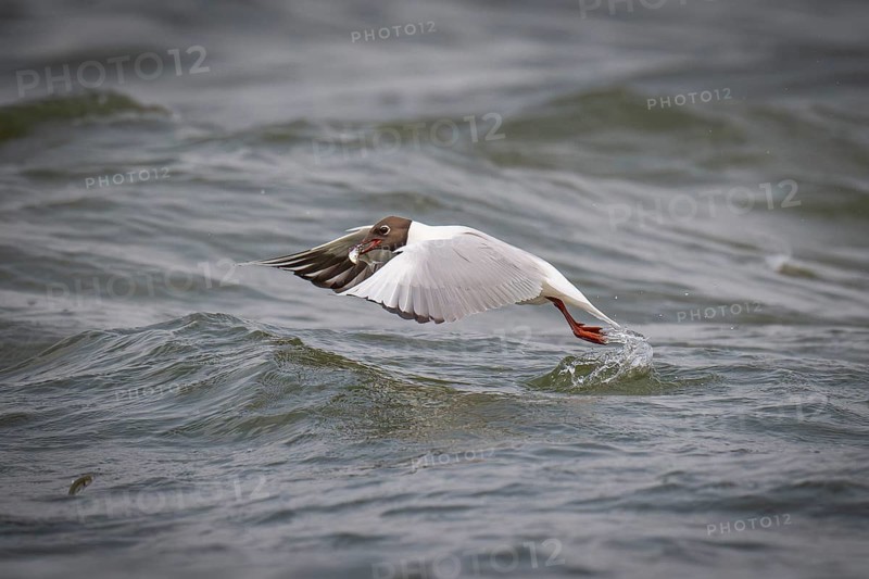 Black-headed gull (Chroicocephalus ridibundus) in summer plumage, with a small fish in its beak, near Hvide Sande, Ringkøbing Fjord, North Sea, Denmark