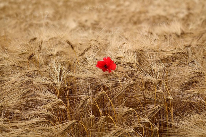 Corn poppy (Papaver rhoeas) in barley field, barley, (Hordeum vulgare) cereals, Normandy, Calvados, France