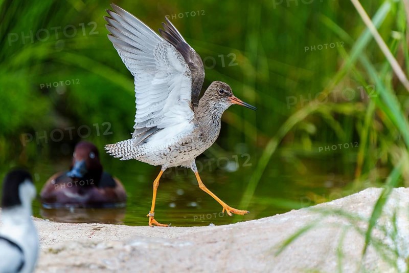 Bird with spread wings next to another bird at the water's edge, redshank, (Tringa totanus), France