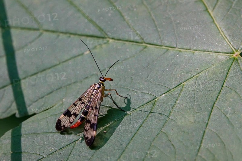 Scorpion fly (Panorpa communis) on a leaf, June, Saxony, Germany
