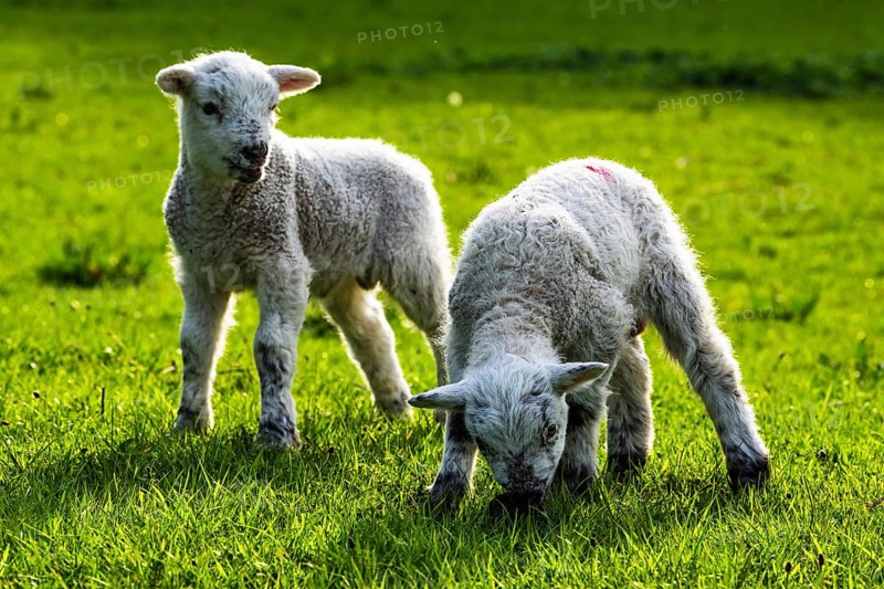 Sheep and farm in Lake District National Park, Coniston Water, Cumbria, England, United Kingdom