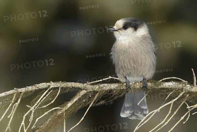 Grey Jay (Perisoreus canadensis), Alaska, USA