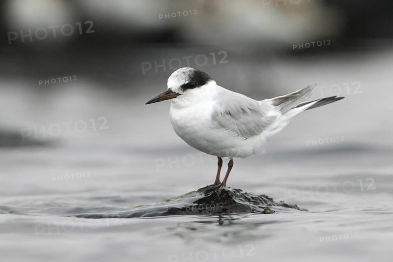 Little Tern (Sternula albifrons), Victoria, Australia