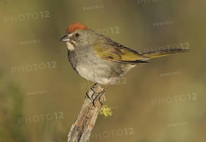 Green-tailed Towhee (Pipilo chlorurus), Oregon, USA