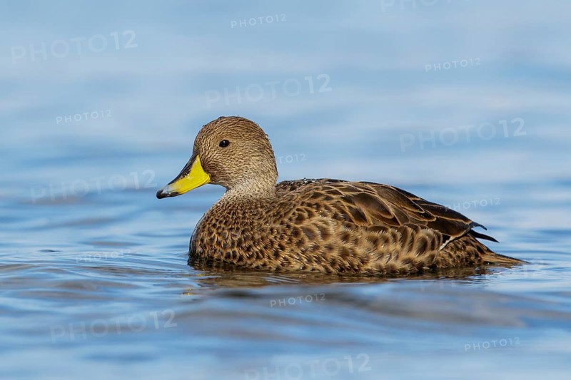South Georgia Pintail (Anas georgica georgica) swimming in the ocean near South Georgia Island