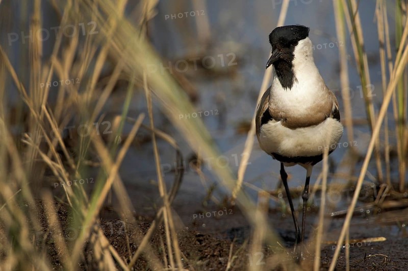 River Lapwing (Vanellus duvaucelii), Uttarakhand, India
