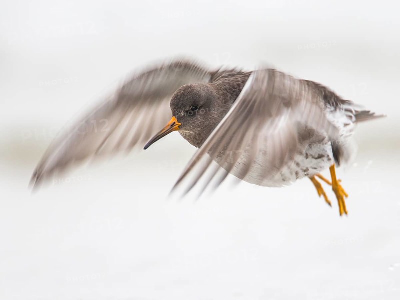 Purple Sandpiper (Calidris maritima) flying, Schleswig-Holstein, Germany