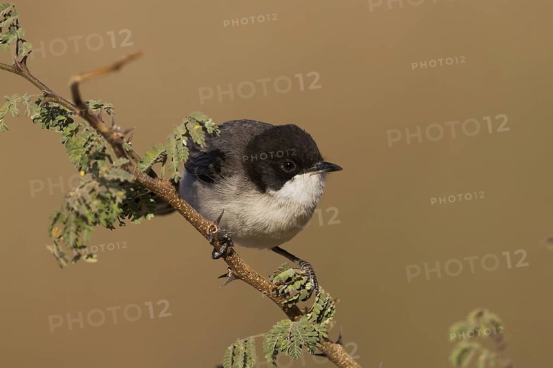 Arabian Warbler (Sylvia leucomelaena) perched on a branch, Oman