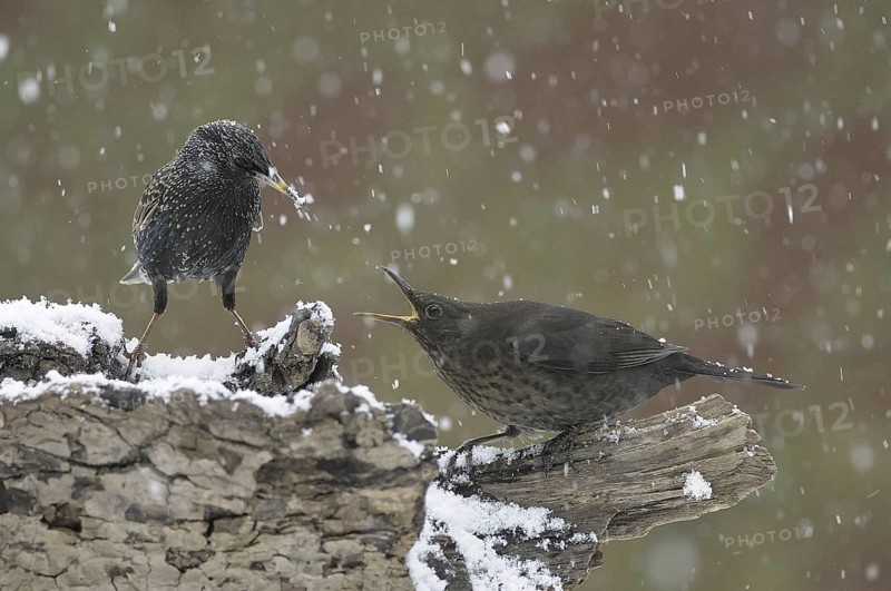 Common Starling & Common Blackbird (Sturnus vulgaris & Turdus merula), North Rhine-Westphalia, Germany