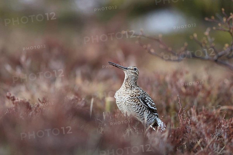 Great Snipe (Gallinago media), Buskerud, Norway