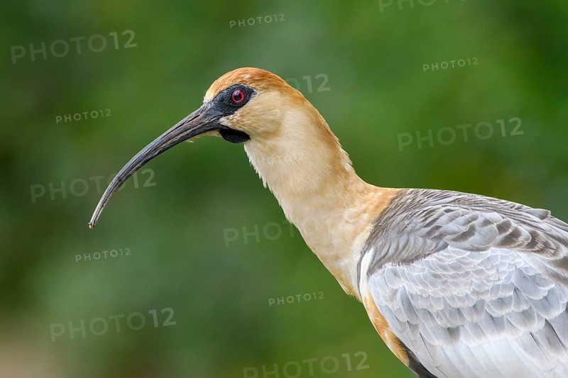 Black-faced Ibis (Theristicus melanopis), San Martin, Argentina