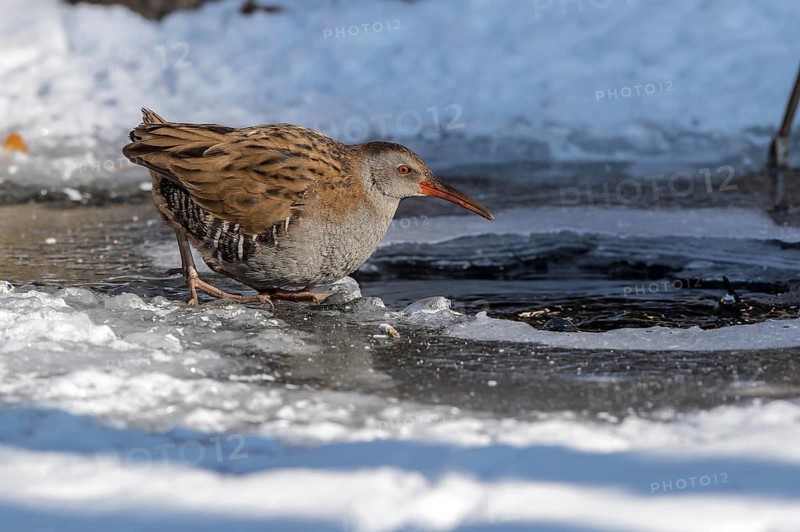 Water Rail (Rallus aquaticus) at an icehole, Mecklenburg-Western Pomerania, Germany