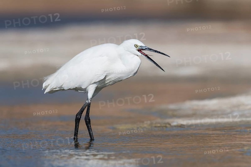 Little Egret (Egretta garzetta), Eilat, Israel