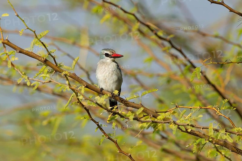 Woodland Kingfisher (Halcyon senegalensis), Lake Baringo, Kenia
