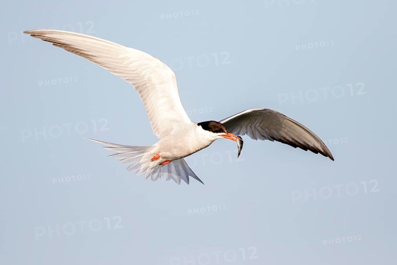 Common Tern (Sterna hirundo) flying with fish prey in beak, Danube Delta, Romania