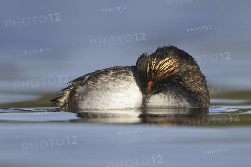 Black-necked Grebe (Podiceps nigricollis), British Columbia, Canada