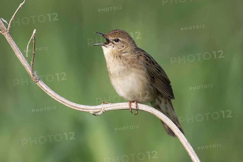 Common Grasshopper Warbler (Locustella naevia) singing, Brandenburg, Germany