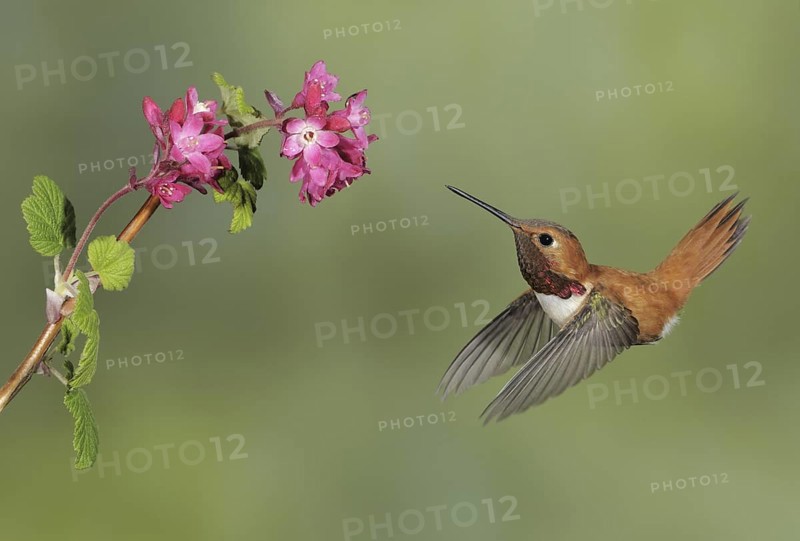Rufous Hummingbird (Selasphorus rufus) male, British Columbia, Canada