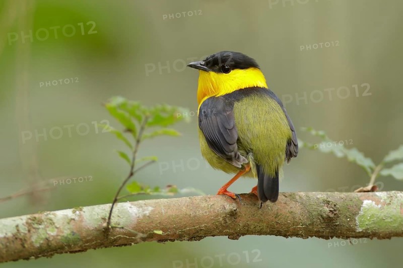 Golden-collared Manakin (Manacus vitellinus) male, Torti, Panama
