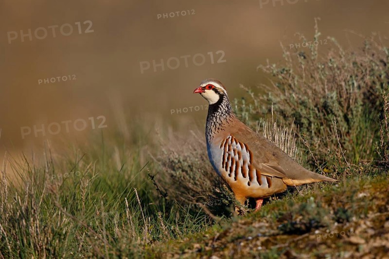 Red-legged Partridge (Alectoris rufa), Spain