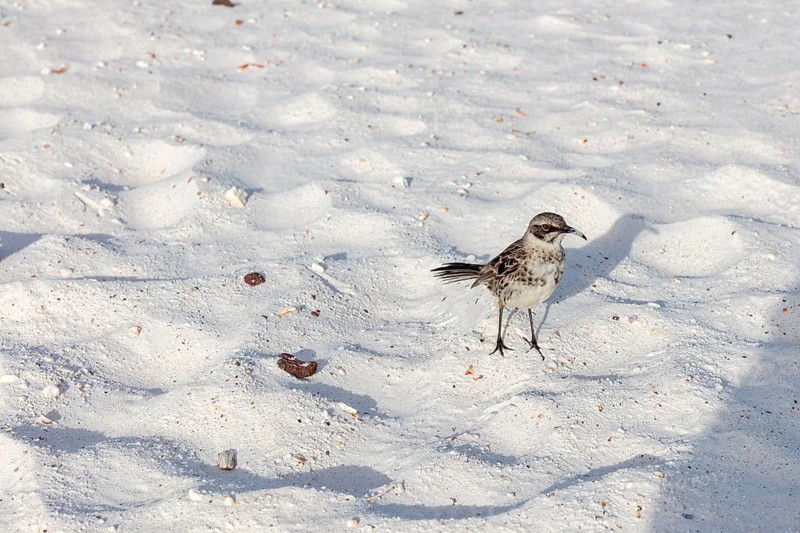 Galápagos mockingbird (Mimus parvulus, syn.: Nesomimus parvulus), Galapagos, Ecuador
