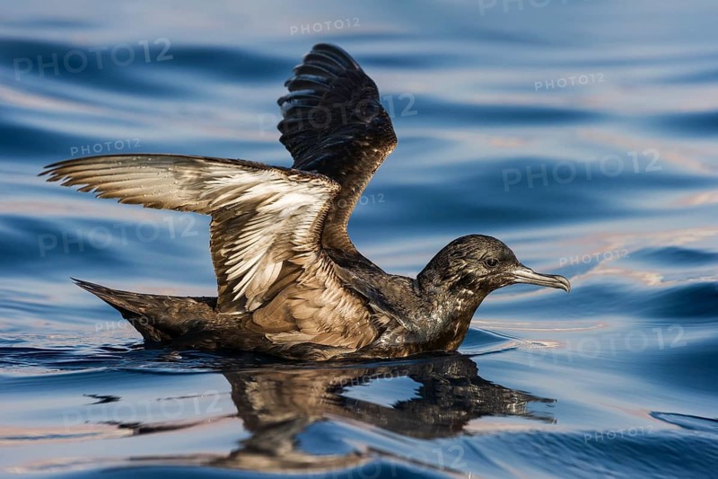 Sooty Shearwater (Ardenna grisea), Eilat, Israel