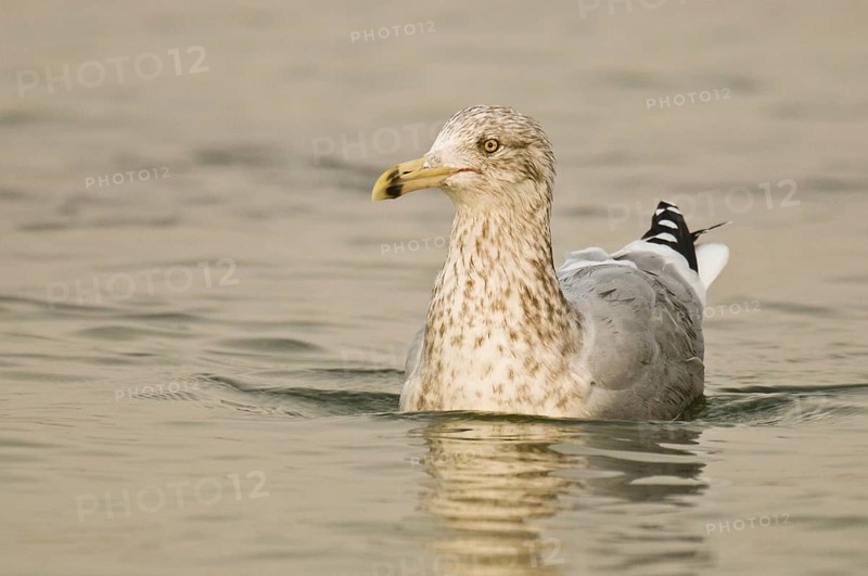 American Herring Gull (Larus smithsonianus), New Jersey, USA