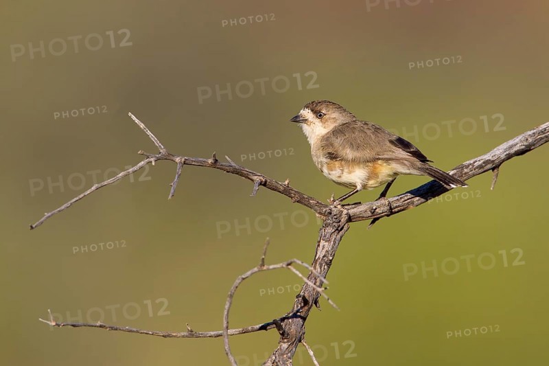 Southern Whiteface (Aphelocephala leucopsis), New South Wales, Australia