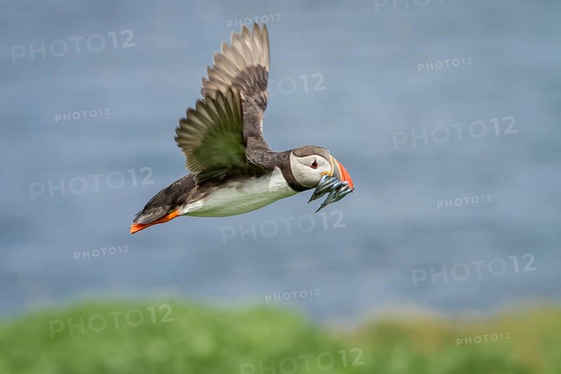 Atlantic Puffin (Fratercula arctica) in flight with sandeels in bill, Farne Islands, United Kingdom