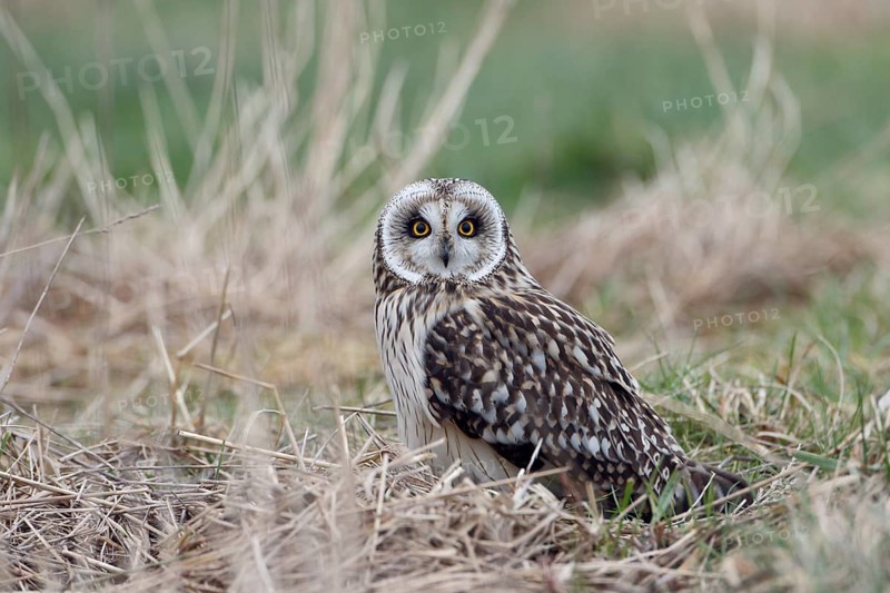 Sumpfohreule, lat. Asio flammeus, am Boden in einer Wiese sitzend