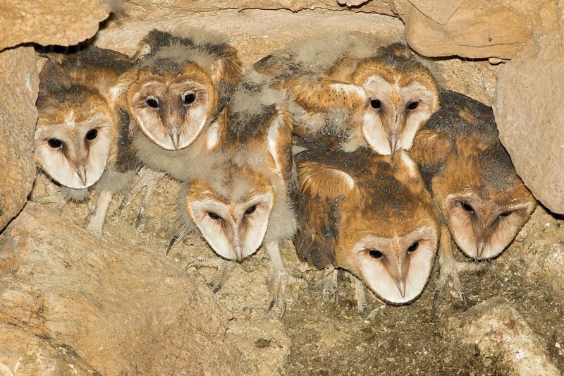 Barn Owl Tyto alba Tucson, Pima County, Arizona, United States 15 May 2017 Immatures on nest in abandoned mine shaft. Tytonidae