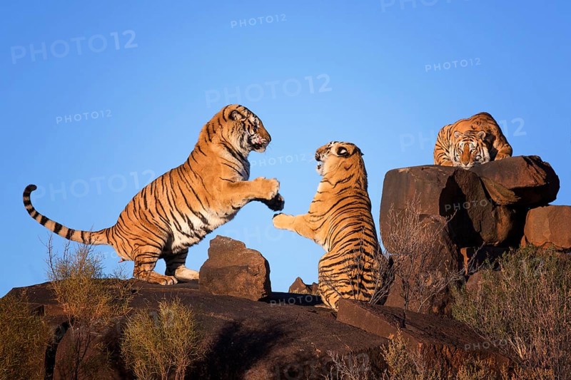 Bengal Tiger (Panthera tigris) three fighting adult, captive, Philippolis, South Africa