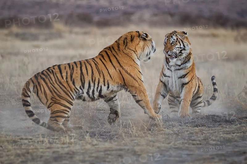 Bengal Tiger (Panthera tigris) two females fighting, captive, Philippolis, South Africa