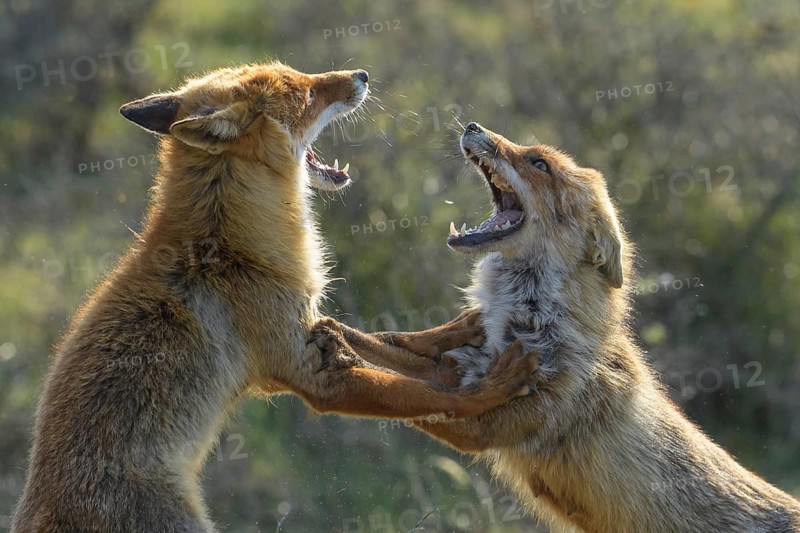 Red Fox (Vulpes vulpes) pair fighting and playing in grassland, Netherlands
