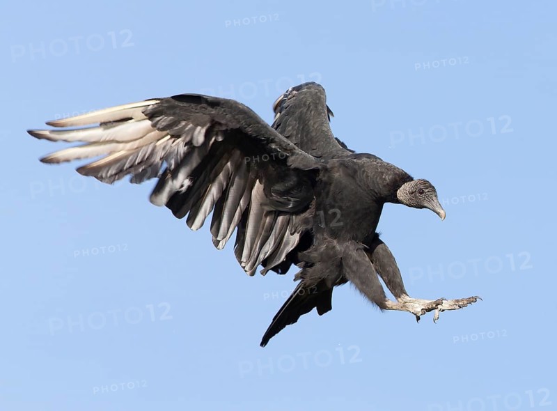 Black Vulture (Coragyps atratus) flying, Florida, USA