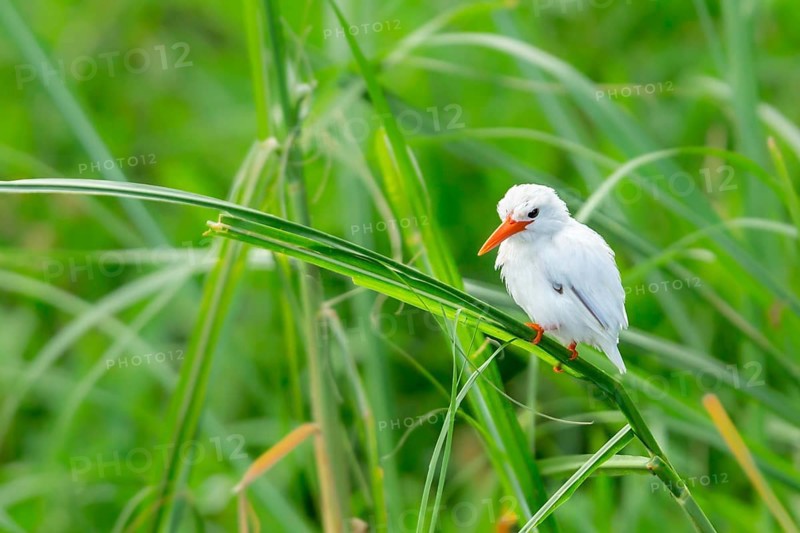 Malachite Kingfisher (Corythornis cristatus) leucistic, Lake Mburo National Park, Uganda