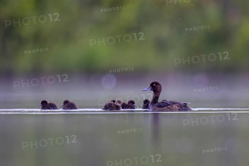 Tufted Duck (Aythya fuligula) female with chicks, North Rhine-Westphalia, Germany