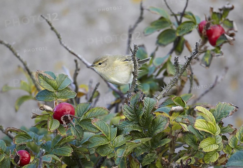 Common Chiffchaff (Phylloscopus collybita), Schleswig-Holstein, Germany
