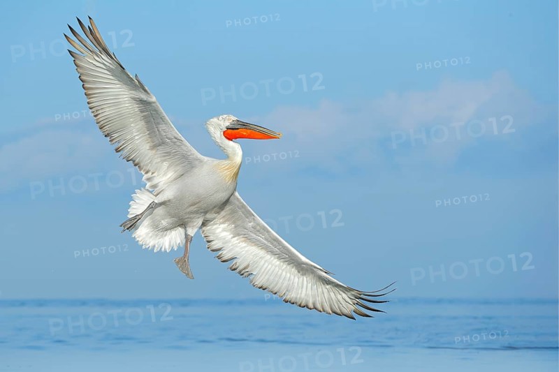 Dalmatian pelican, Pelecanus crispus, landing in Lake Kerkini, Greece. Pelican with open wings. Wildlife scene from European nature. Bird landing to the blue lake water. Bird fly