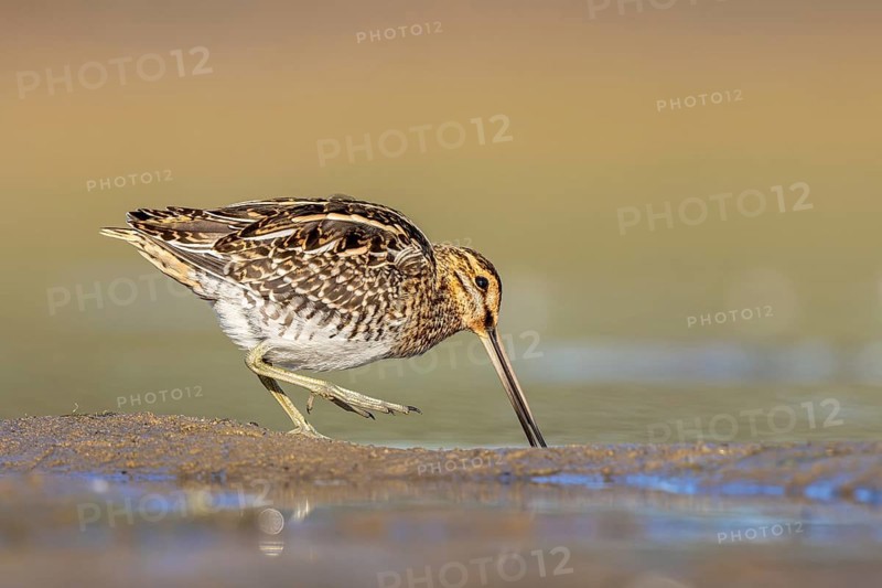 Common Snipe (Gallinago gallinago) foraging, North Rhine-Westphalia, Germany