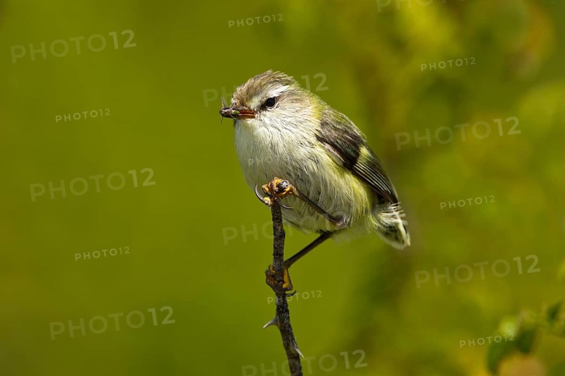 Rifleman (Acanthisitta chloris) male, New Zealand
